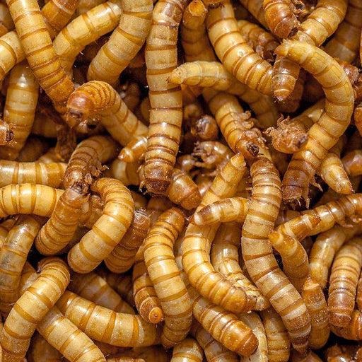 Giant Mealworms:Jungle Bob's Reptile World