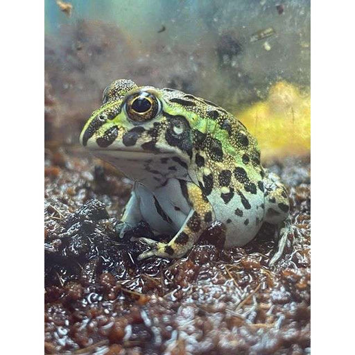 Giant Pixie Frog BABY (Pyxicephalus adspersus) — Jungle Bobs
