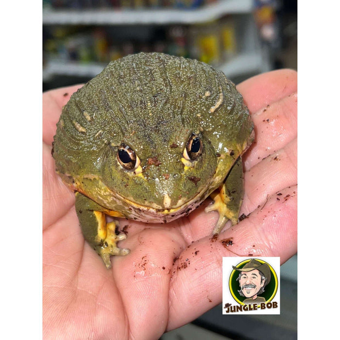 Giant Pixie Frog (Sub-Adult) (Pyxicephalus adspersus):Jungle Bob's Reptile World