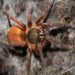 Golden Burst Tarantula SLING (Euthycaelus colonica):Jungle Bob's Reptile World