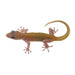 Golden Gecko(Gekko ulikovskii):Jungle Bob's Reptile World