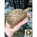 Greek Tortoise:Jungle Bob's Reptile World