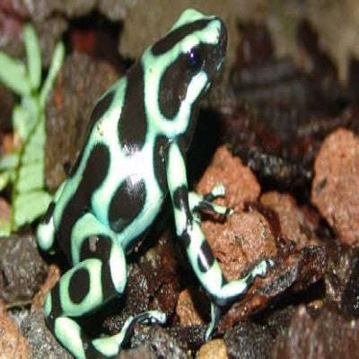 Green & Black Auratus Dart Frogs (Dendrobates auratus):Jungle Bob's Reptile World