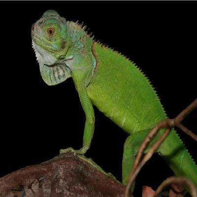 Green Iguana (Iguana iguana):Jungle Bob's Reptile World