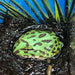 Green Pac Man Frog BABY (Ceratophrys cranwelli):Jungle Bob's Reptile World