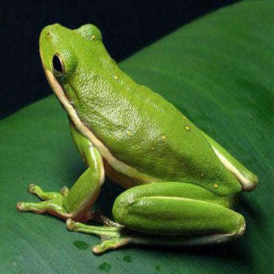 Green Tree Frog (Hyla cinerea):Jungle Bob's Reptile World