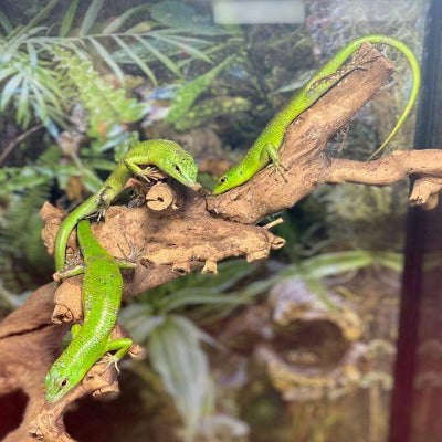 Green Tree Skink (Lamprolepsis smaragdina):Jungle Bob's Reptile World