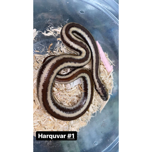 Harquavar Mountain Rosy Boa (Baby):Jungle Bob's Reptile World