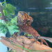 Helmeted Iguana:Jungle Bob's Reptile World