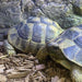 Hermann's Tortoise:Jungle Bob's Reptile World