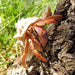Hermit Crabs:Jungle Bob's Reptile World