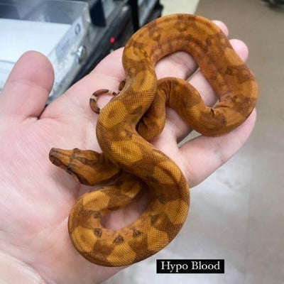 Hypo Blood Colombian Boa (Boa constrictor imperator):Jungle Bob's Reptile World