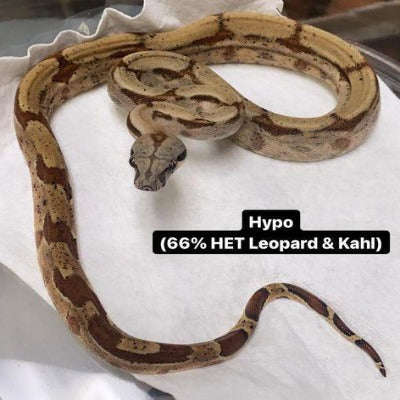 Hypo Colombian Boa (66% HET Leopard & Kahl) (Boa constrictor imperator):Jungle Bob's Reptile World