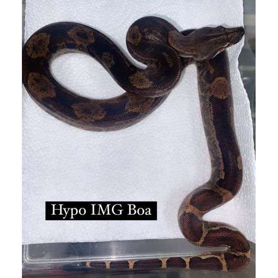 IMG Hypo Boa:Jungle Bob's Reptile World