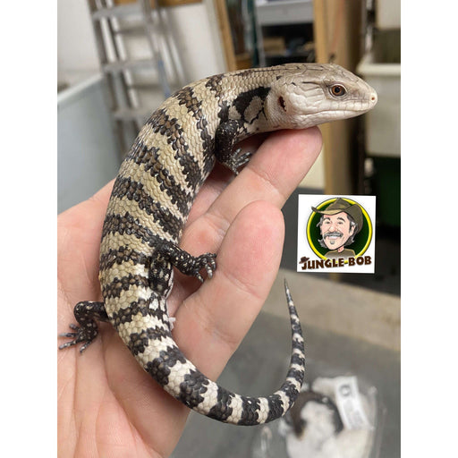 Veiled Chameleon (Baby)