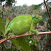 Jackson's Chameleon FEMALE (Trioceros jacksonii):Jungle Bob's Reptile World