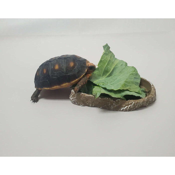 Box Turtle and Tortoise Food Dish Flat Medium:Jungle Bob's Reptile World