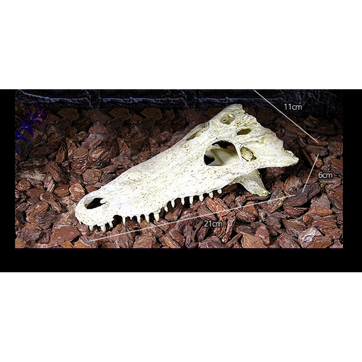 Jungle Bob Croc skull, Upper Jaw:Jungle Bob's Reptile World