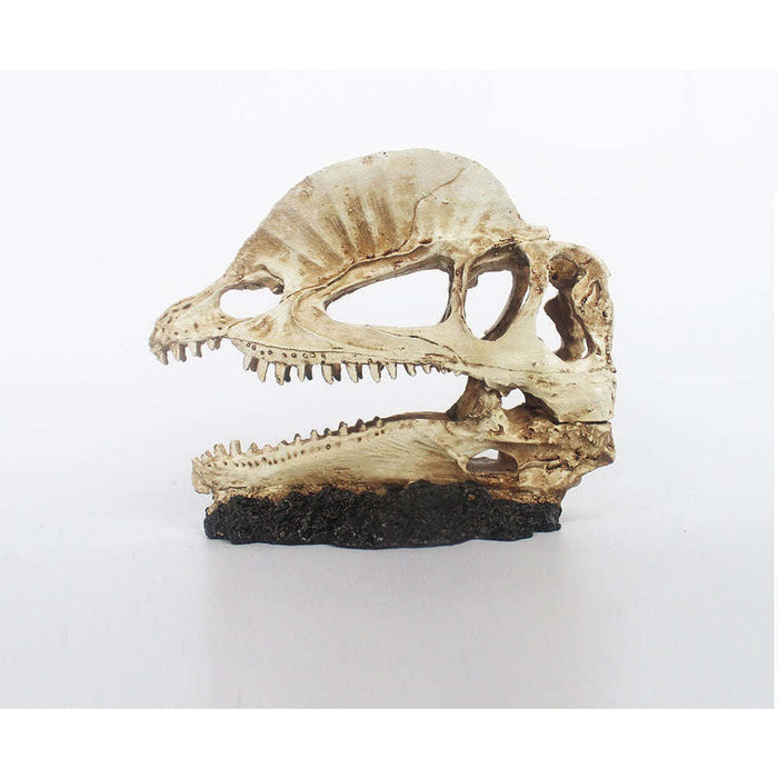 Hornbill Dinosaur Skull Decoration by Jungle Bob 6.5" x 3" x 5.5":Jungle Bob's Reptile World