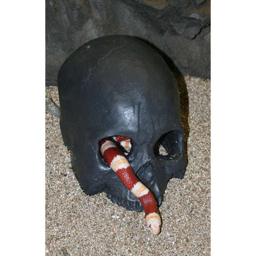 Jungle Bob Human Skull, Black:Jungle Bob's Reptile World