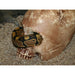 Jungle Bob Human Skull:Jungle Bob's Reptile World