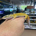 Jungle Designer Leopard Gecko (Adult Male):Jungle Bob's Reptile World