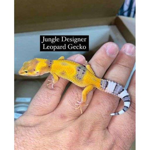 Jungle Designer Leopard Gecko:Jungle Bob's Reptile World