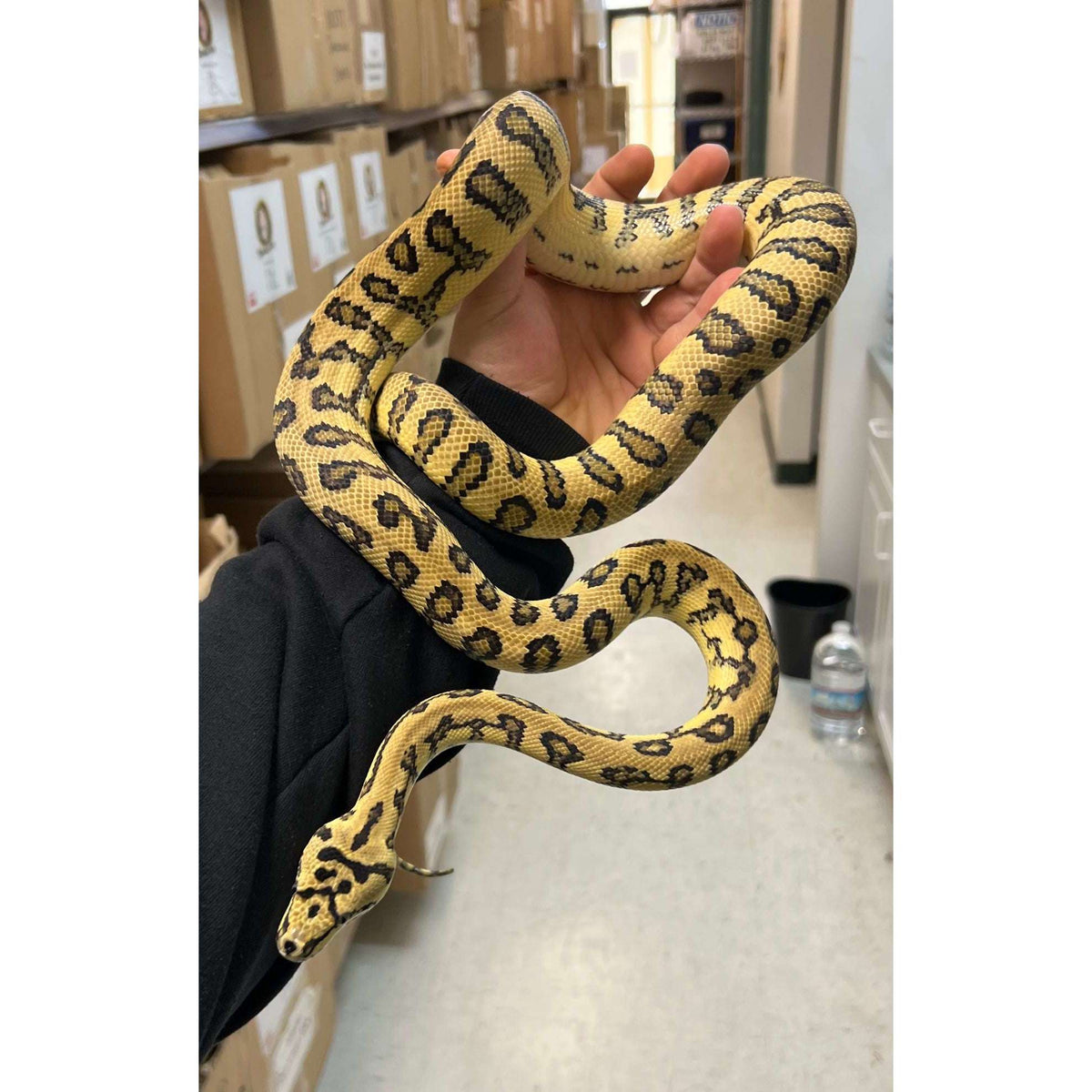 Jaguar Carpet Python