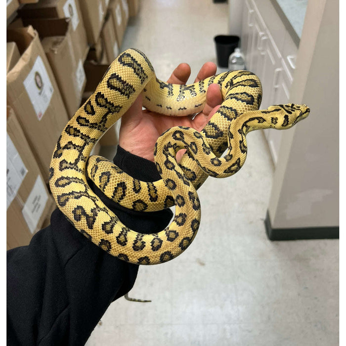 Clanstal Python Adult Coastal Carpet Python