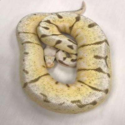Axanthic Killer Bee Ball Python