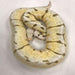 Killer Bee Lesser Ball Python:Jungle Bob's Reptile World
