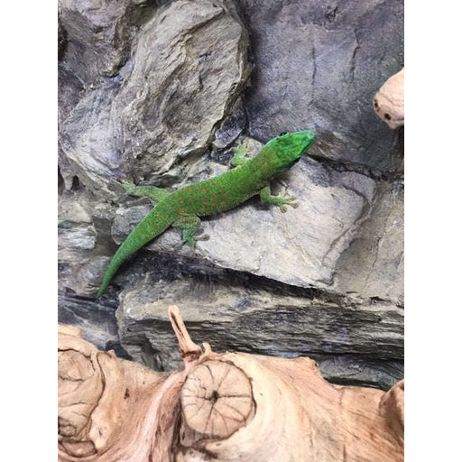 Koch's Giant Day Gecko:Jungle Bob's Reptile World