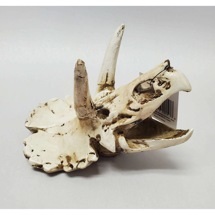Triceratops Skull Large by Jungle Bob 6.5"x 3.25"x 4.5":Jungle Bob's Reptile World