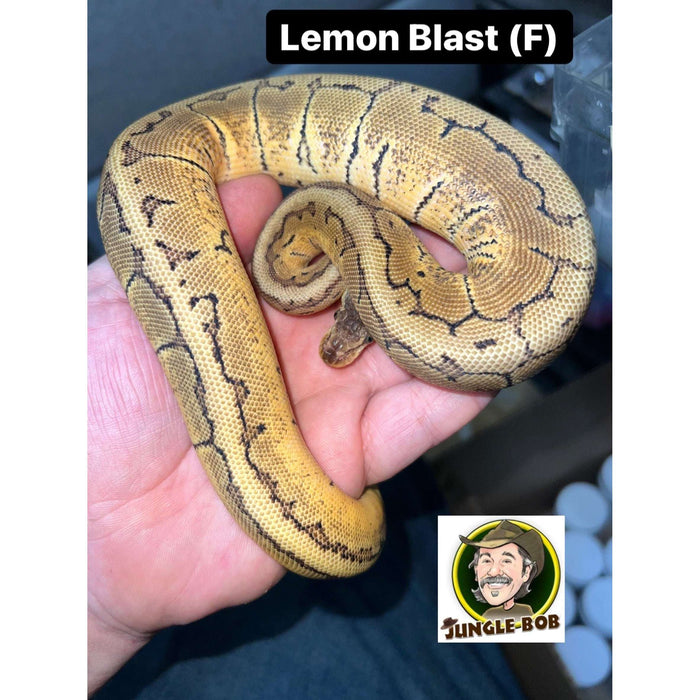 Lemon Blast Ball Python:Jungle Bob's Reptile World