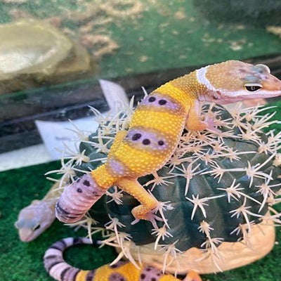 Leopard Gecko (Baby):Jungle Bob's Reptile World