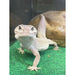 Leopard Gecko "Patternless" (Adult):Jungle Bob's Reptile World