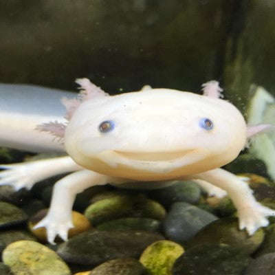 Leucistic Axolotl (Ambystoma mexicanum):Jungle Bob's Reptile World