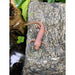 Leucistic Spanish Ribbed Newt:Jungle Bob's Reptile World