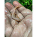 Leucistic Spanish Ribbed Newt:Jungle Bob's Reptile World