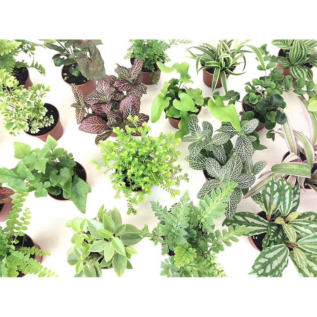 Live Terrarium Plants — Jungle Bobs Reptile World