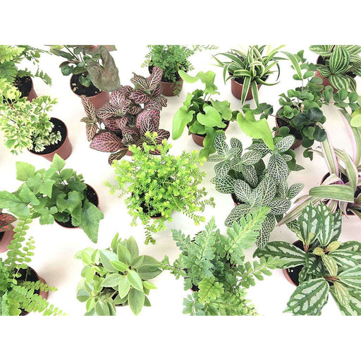 Live Terrarium Plants:Jungle Bob's Reptile World