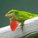 Lizard Anole green (Anolis carolinensis):Jungle Bob's Reptile World