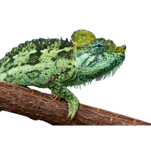 Lizard Chameleon Helmeted (Trioceros hoehnelii):Jungle Bob's Reptile World