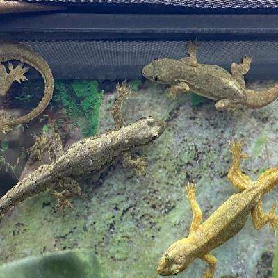 Lizard Gecko House Hemidactylus frenatus:Jungle Bob's Reptile World