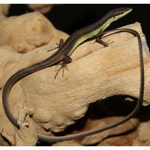Long Tail Grass Lizard (Takydromus sexlineatus):Jungle Bob's Reptile World