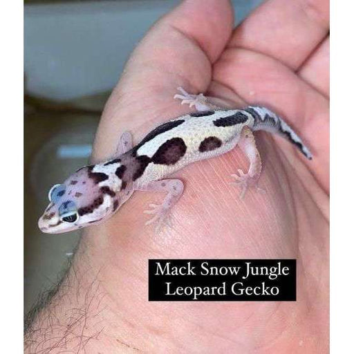 Mack Snow Jungle Leopard Gecko:Jungle Bob's Reptile World