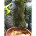 Madagascan Day Gecko "Mad Mad":Jungle Bob's Reptile World