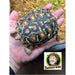 Male Pancake Tortoise:Jungle Bob's Reptile World