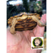 Male Pancake Tortoise:Jungle Bob's Reptile World