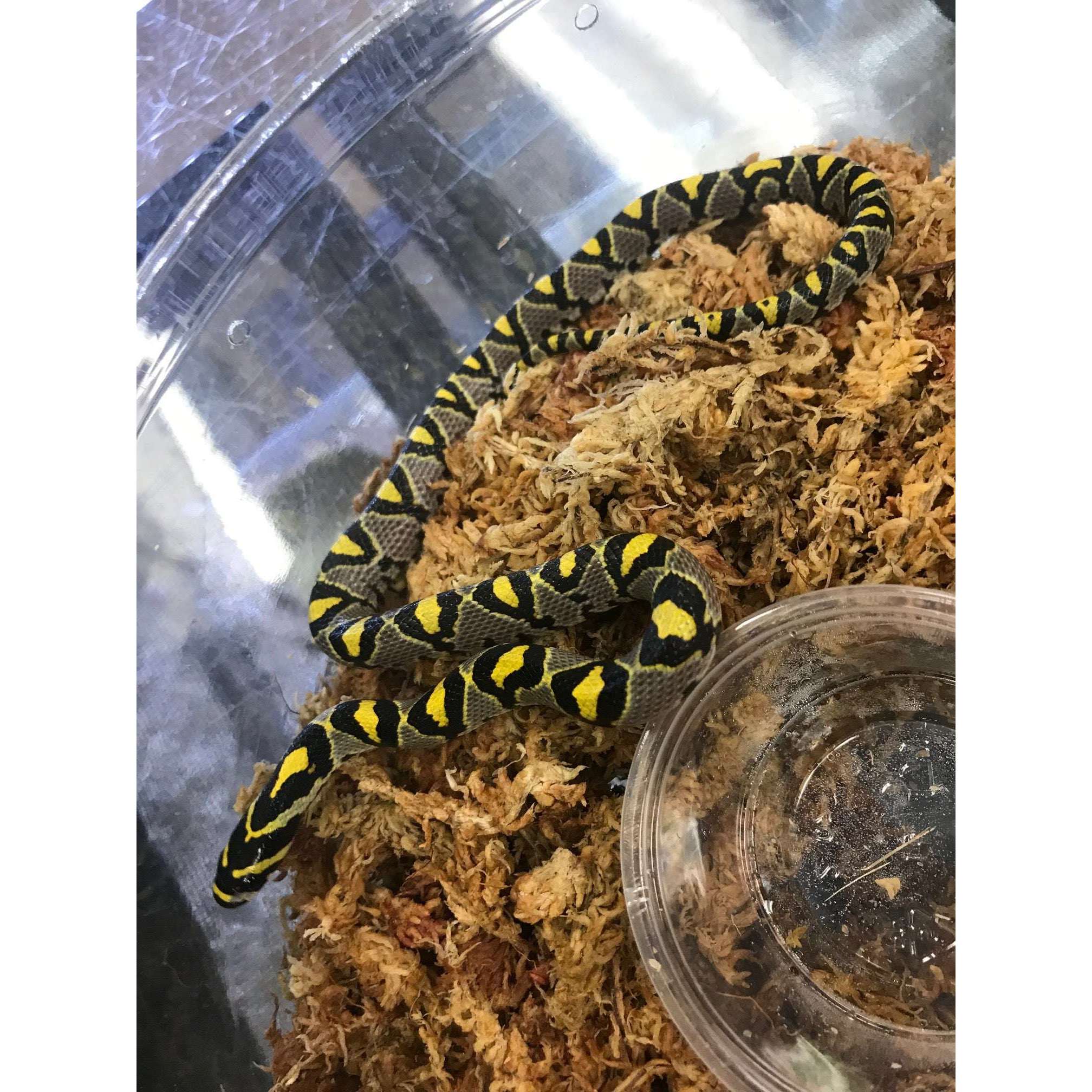 Mandarin Rat Snake — Jungle Bobs Reptile World